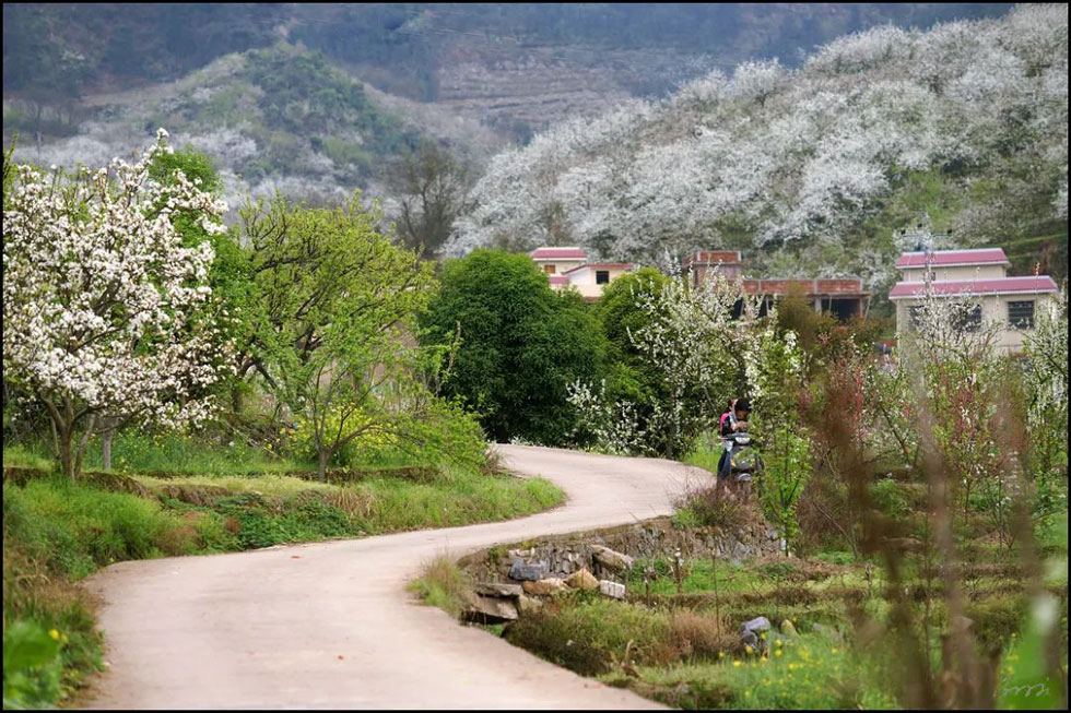 【春天,广西桂林灌阳县向您发出邀请!】我们在灌阳看梨花 - 游山玩水 - 厦门生活社区 - 厦门28生活网 xm.28life.com