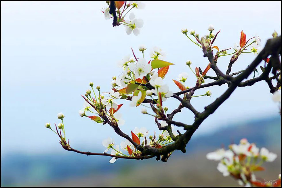 【春天,广西桂林灌阳县向您发出邀请!】我们在灌阳看梨花 - 游山玩水 - 厦门生活社区 - 厦门28生活网 xm.28life.com