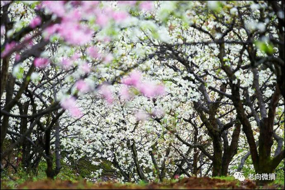 【春天,广西桂林灌阳县向您发出邀请!】我们在灌阳看梨花 - 游山玩水 - 厦门生活社区 - 厦门28生活网 xm.28life.com