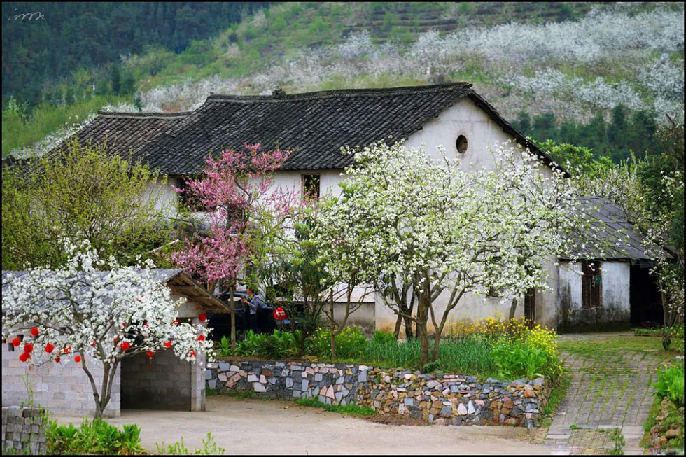 【春天,广西桂林灌阳县向您发出邀请!】我们在灌阳看梨花 - 游山玩水 - 厦门生活社区 - 厦门28生活网 xm.28life.com