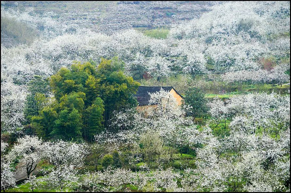 【春天,广西桂林灌阳县向您发出邀请!】我们在灌阳看梨花 - 游山玩水 - 厦门生活社区 - 厦门28生活网 xm.28life.com
