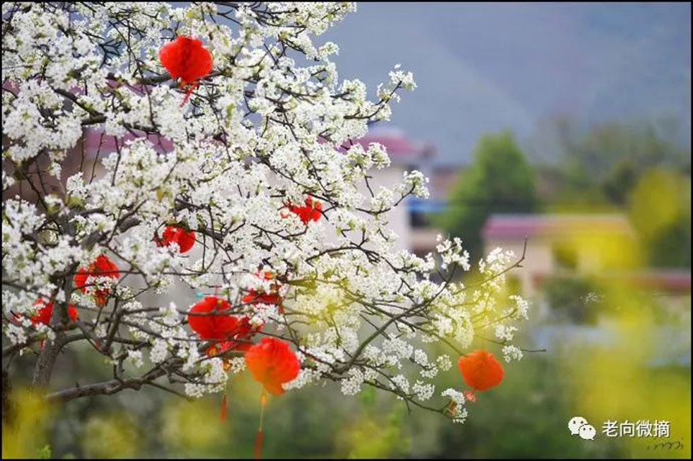 【春天,广西桂林灌阳县向您发出邀请!】我们在灌阳看梨花 - 游山玩水 - 厦门生活社区 - 厦门28生活网 xm.28life.com