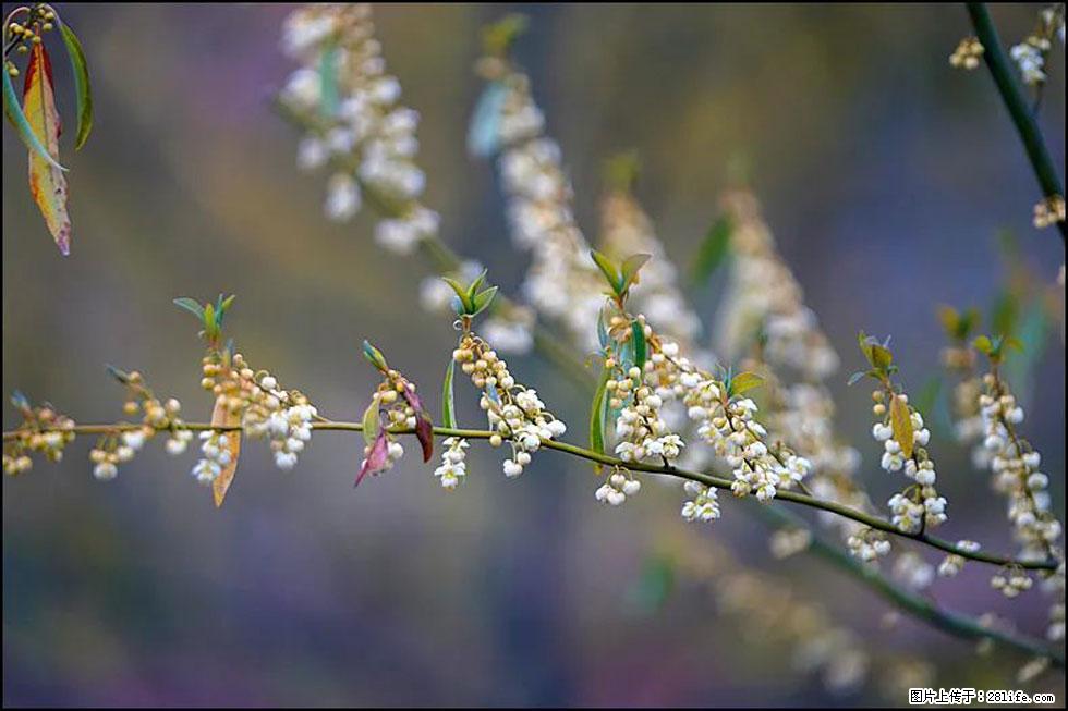 【春天，广西桂林灌阳县向您发出邀请！】米珠山前有片山苍子花在飘香 - 游山玩水 - 厦门生活社区 - 厦门28生活网 xm.28life.com