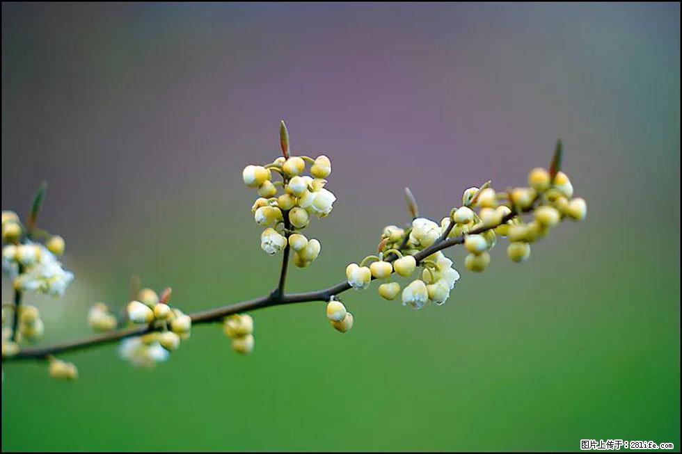 【春天，广西桂林灌阳县向您发出邀请！】米珠山前有片山苍子花在飘香 - 游山玩水 - 厦门生活社区 - 厦门28生活网 xm.28life.com