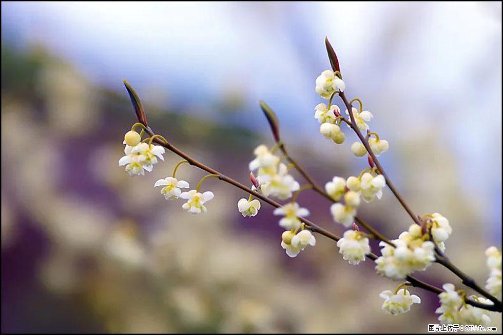 【春天，广西桂林灌阳县向您发出邀请！】米珠山前有片山苍子花在飘香 - 游山玩水 - 厦门生活社区 - 厦门28生活网 xm.28life.com