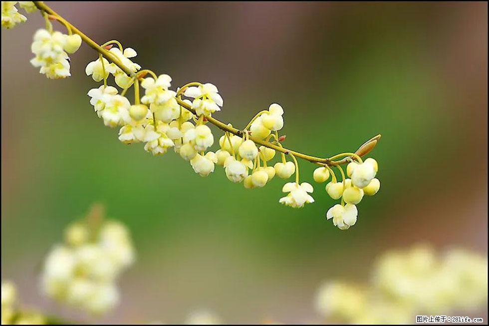 【春天，广西桂林灌阳县向您发出邀请！】米珠山前有片山苍子花在飘香 - 游山玩水 - 厦门生活社区 - 厦门28生活网 xm.28life.com