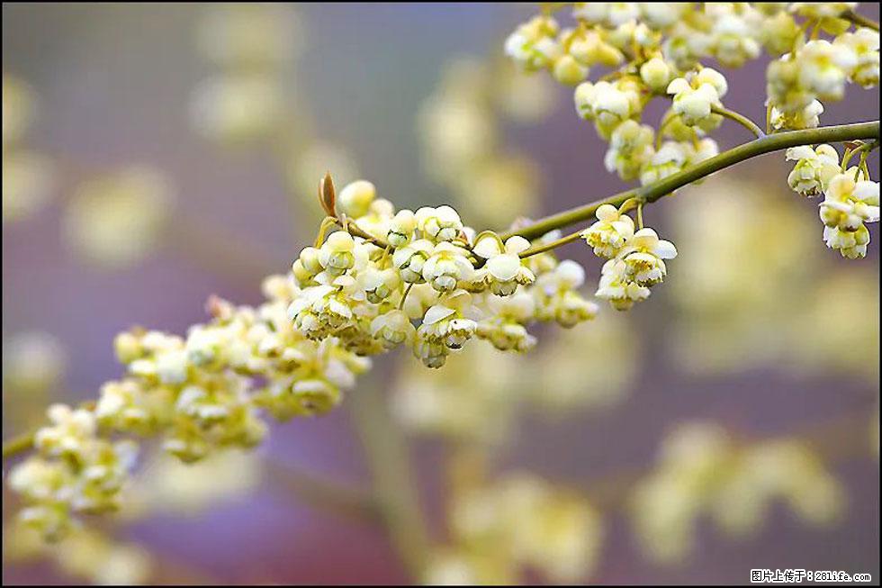 【春天，广西桂林灌阳县向您发出邀请！】米珠山前有片山苍子花在飘香 - 游山玩水 - 厦门生活社区 - 厦门28生活网 xm.28life.com