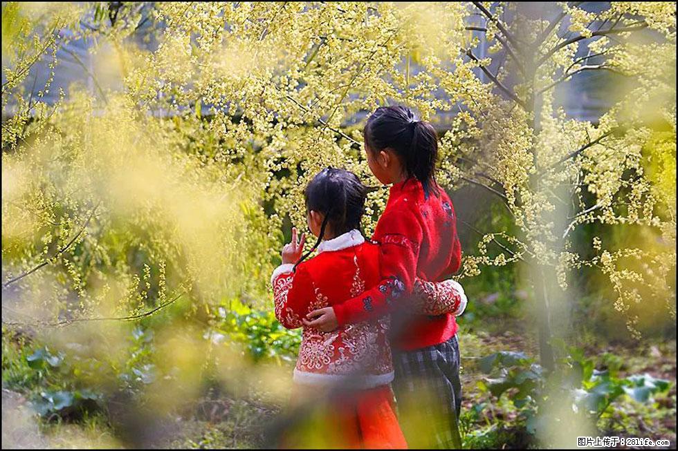 【春天，广西桂林灌阳县向您发出邀请！】米珠山前有片山苍子花在飘香 - 游山玩水 - 厦门生活社区 - 厦门28生活网 xm.28life.com