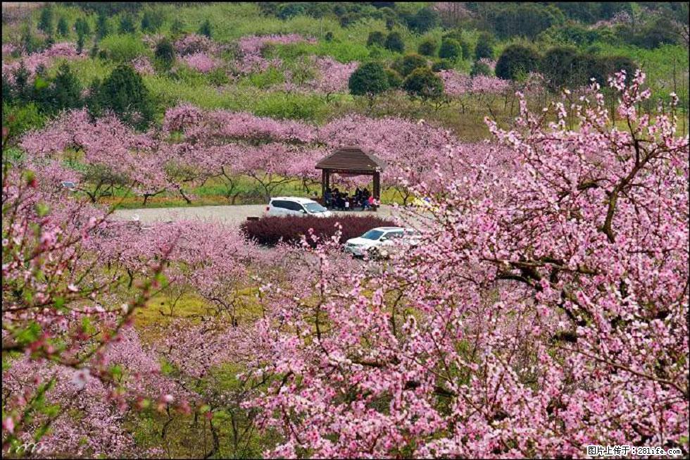 【春天，广西桂林灌阳县向您发出邀请！】官庄村有个醉美的桃花园 - 游山玩水 - 厦门生活社区 - 厦门28生活网 xm.28life.com