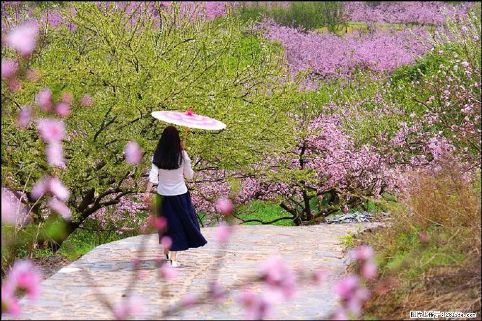 【春天，广西桂林灌阳县向您发出邀请！】官庄村有个醉美的桃花园 - 游山玩水 - 厦门生活社区 - 厦门28生活网 xm.28life.com