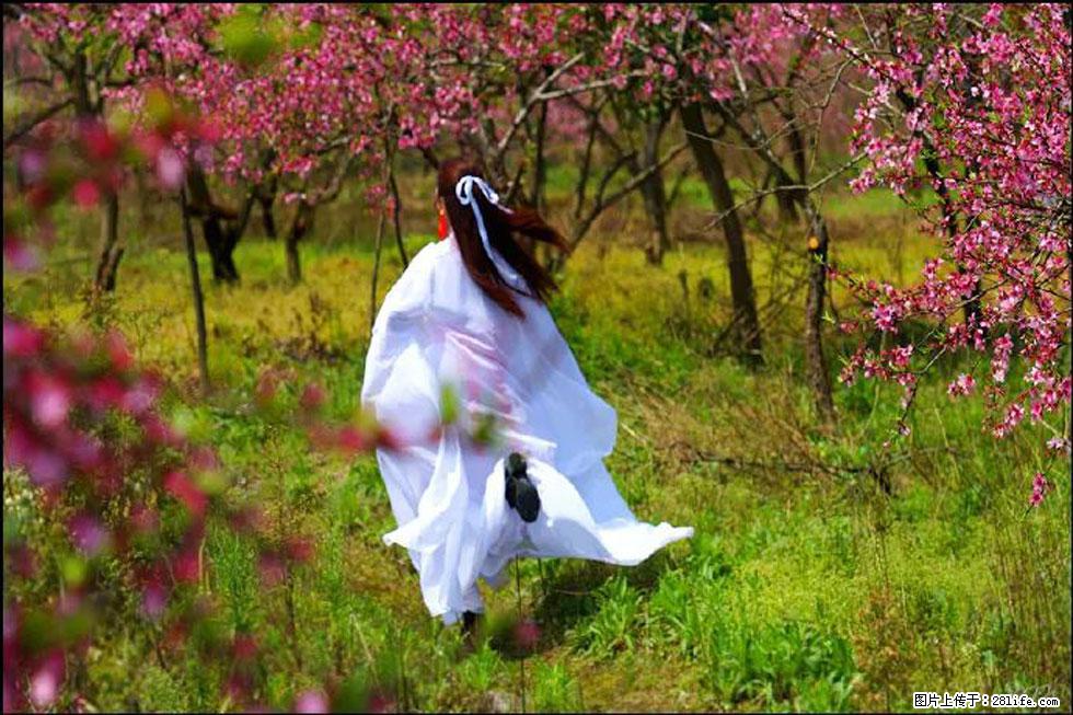 【春天，广西桂林灌阳县向您发出邀请！】官庄村有个醉美的桃花园 - 游山玩水 - 厦门生活社区 - 厦门28生活网 xm.28life.com