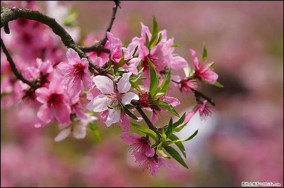 【春天，广西桂林灌阳县向您发出邀请！】官庄村有个醉美的桃花园 - 游山玩水 - 厦门生活社区 - 厦门28生活网 xm.28life.com