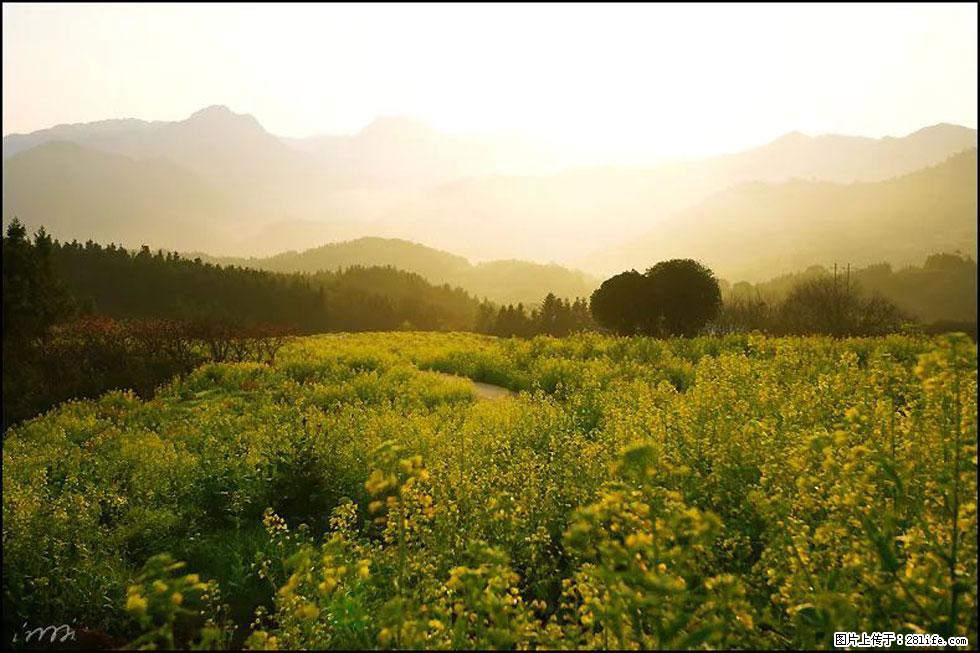 【春天,广西桂林灌阳县向您发出邀请!】长坪村油菜盛情花开 - 游山玩水 - 厦门生活社区 - 厦门28生活网 xm.28life.com