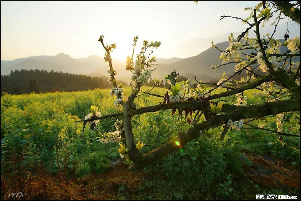 【春天,广西桂林灌阳县向您发出邀请!】长坪村油菜盛情花开 - 游山玩水 - 厦门生活社区 - 厦门28生活网 xm.28life.com