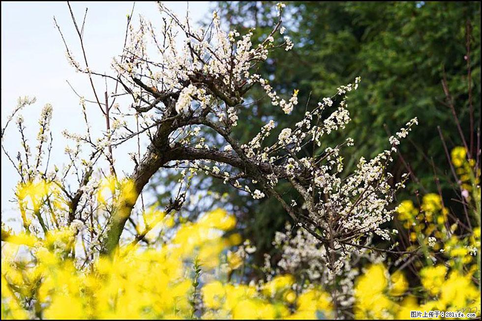 【春天,广西桂林灌阳县向您发出邀请!】长坪村油菜盛情花开 - 游山玩水 - 厦门生活社区 - 厦门28生活网 xm.28life.com