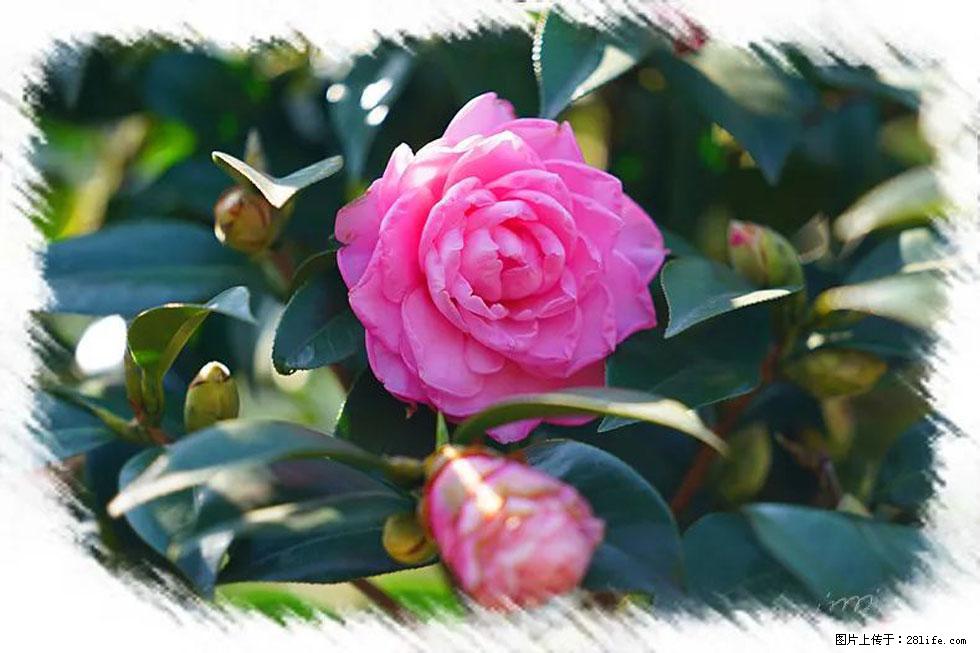 【春天,广西桂林灌阳县向您发出邀请!】杨柳井茶花惹人爱 - 游山玩水 - 厦门生活社区 - 厦门28生活网 xm.28life.com