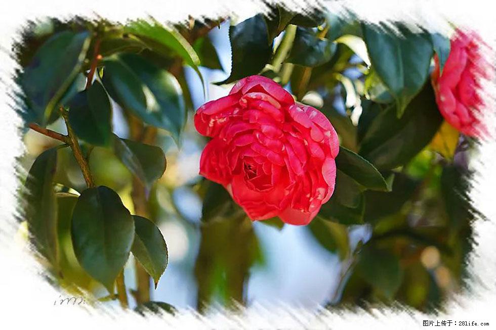 【春天,广西桂林灌阳县向您发出邀请!】杨柳井茶花惹人爱 - 游山玩水 - 厦门生活社区 - 厦门28生活网 xm.28life.com