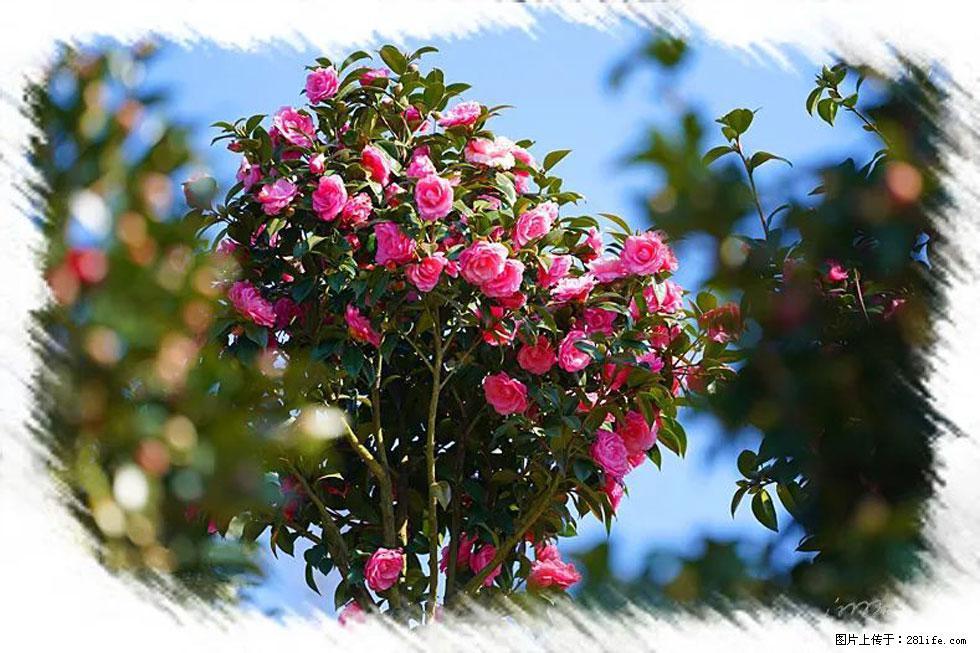 【春天,广西桂林灌阳县向您发出邀请!】杨柳井茶花惹人爱 - 游山玩水 - 厦门生活社区 - 厦门28生活网 xm.28life.com