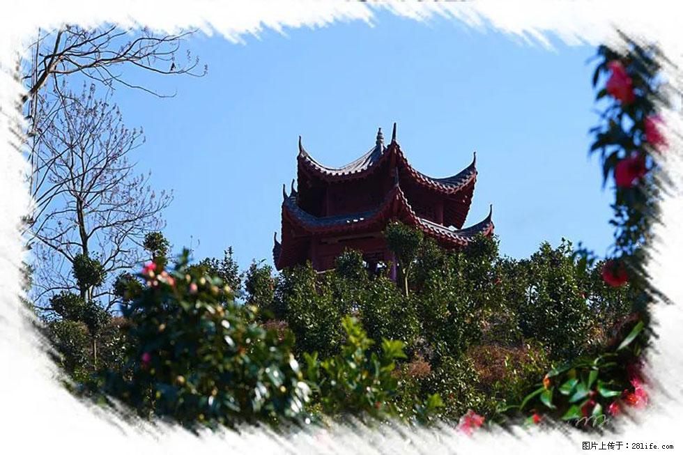 【春天,广西桂林灌阳县向您发出邀请!】杨柳井茶花惹人爱 - 游山玩水 - 厦门生活社区 - 厦门28生活网 xm.28life.com