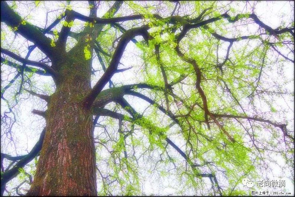 【春天,广西桂林灌阳县向您发出邀请!】在小龙村与春天约会 - 游山玩水 - 厦门生活社区 - 厦门28生活网 xm.28life.com