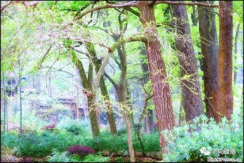 【春天,广西桂林灌阳县向您发出邀请!】在小龙村与春天约会 - 游山玩水 - 厦门生活社区 - 厦门28生活网 xm.28life.com