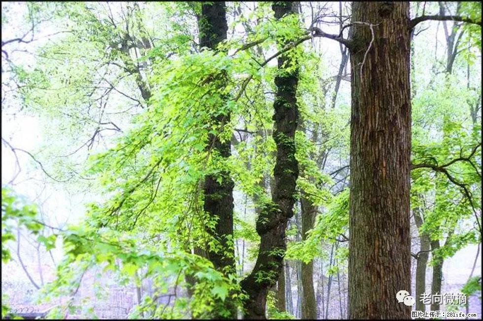 【春天,广西桂林灌阳县向您发出邀请!】在小龙村与春天约会 - 游山玩水 - 厦门生活社区 - 厦门28生活网 xm.28life.com