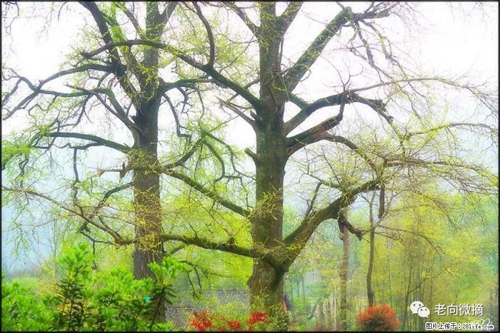 【春天,广西桂林灌阳县向您发出邀请!】在小龙村与春天约会 - 游山玩水 - 厦门生活社区 - 厦门28生活网 xm.28life.com