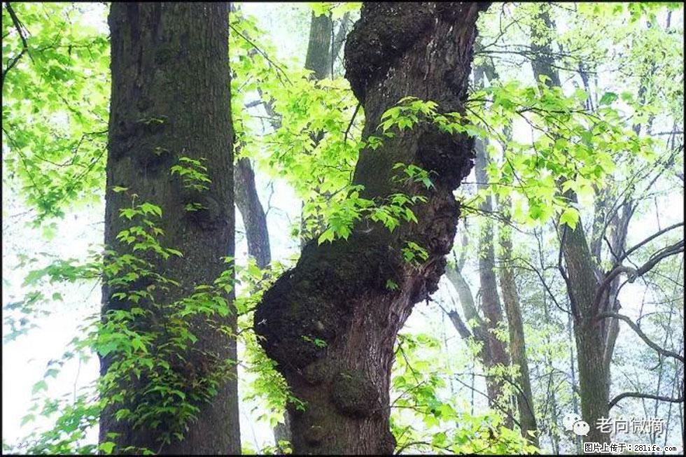 【春天,广西桂林灌阳县向您发出邀请!】在小龙村与春天约会 - 游山玩水 - 厦门生活社区 - 厦门28生活网 xm.28life.com