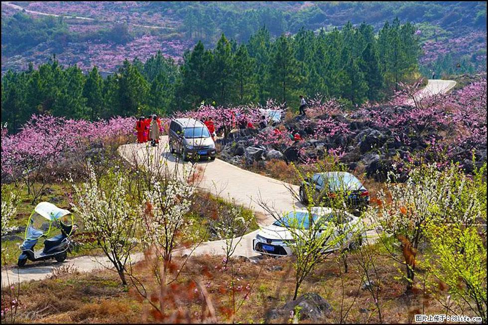 【春天,广西桂林灌阳县向您发出邀请!】望月岭上桃花开 - 游山玩水 - 厦门生活社区 - 厦门28生活网 xm.28life.com