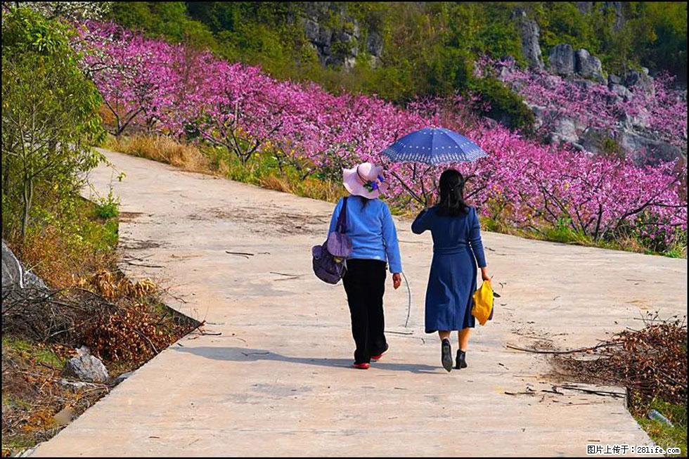 【春天,广西桂林灌阳县向您发出邀请!】望月岭上桃花开 - 游山玩水 - 厦门生活社区 - 厦门28生活网 xm.28life.com