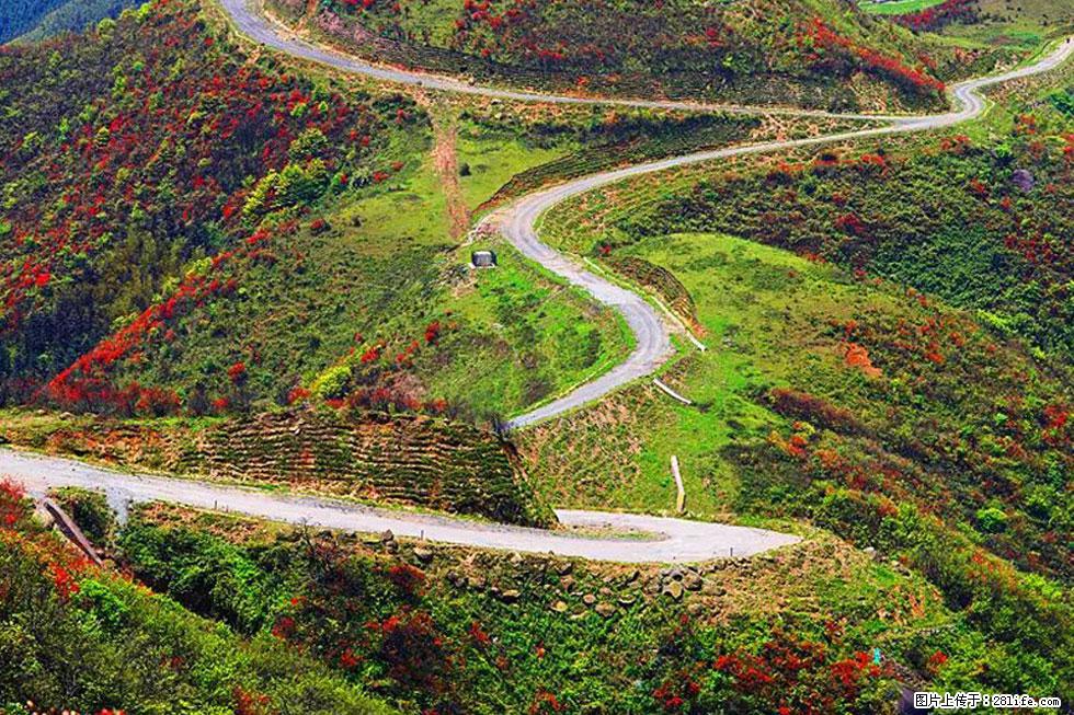 【春天,广西桂林灌阳县向您发出邀请!】春木界上映山红 - 游山玩水 - 厦门生活社区 - 厦门28生活网 xm.28life.com