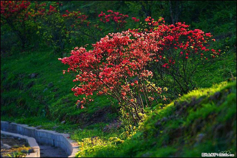 【春天,广西桂林灌阳县向您发出邀请!】春木界上映山红 - 游山玩水 - 厦门生活社区 - 厦门28生活网 xm.28life.com