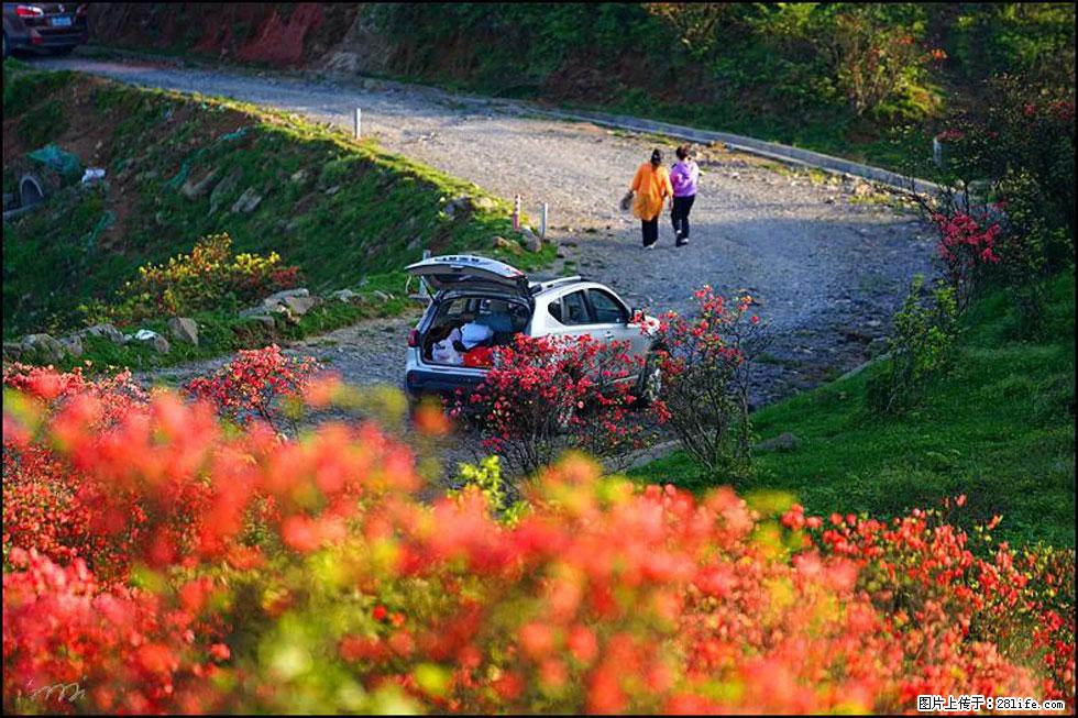【春天,广西桂林灌阳县向您发出邀请!】春木界上映山红 - 游山玩水 - 厦门生活社区 - 厦门28生活网 xm.28life.com