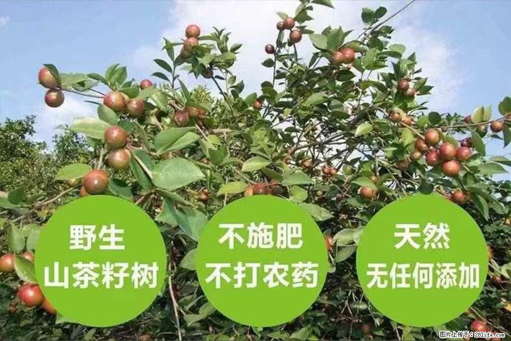 【灌阳县油茶产业示范区】一个有着充实的精神生活的人,对待身外之物自会有一种淡泊的态度 - 美食天地 - 厦门生活社区 - 厦门28生活网 xm.28life.com