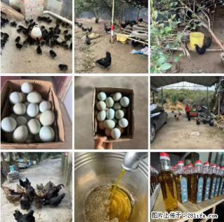 油茶园从小鸡仔开始养起的纯土鸡、土鸡蛋可以预定啦！还有前几天刚榨的纯山茶油哦 - 厦门28生活网 xm.28life.com