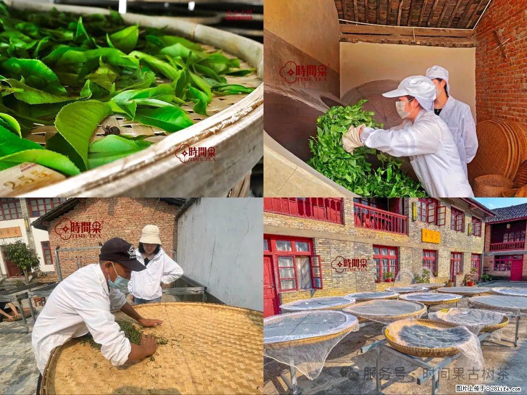 时间果百年古树龙珠普洱生茶 - 购物交流 - 厦门生活社区 - 厦门28生活网 xm.28life.com