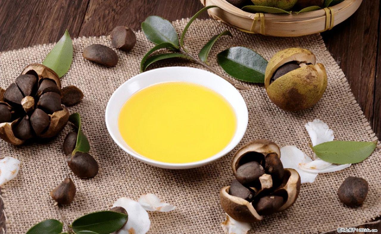 揭秘茶油的5大核心营养成分！被称为人体健康的“守护盾”！ - 厦门生活资讯 - 厦门28生活网 xm.28life.com