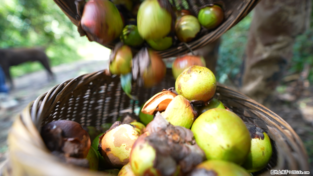 揭秘茶油的5大核心营养成分！被称为人体健康的“守护盾”！ - 厦门生活资讯 - 厦门28生活网 xm.28life.com