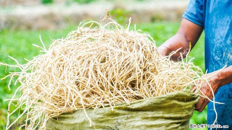 堪称“最难吃”的蔬菜,却是 “抗辐射神器”,还能护肺、清热、止咳化痰! - 厦门生活资讯 - 厦门28生活网 xm.28life.com