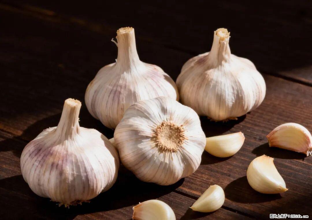 关于大蒜,除了“天然抗生素”,这4个谣言更该警惕! - 厦门生活资讯 - 厦门28生活网 xm.28life.com