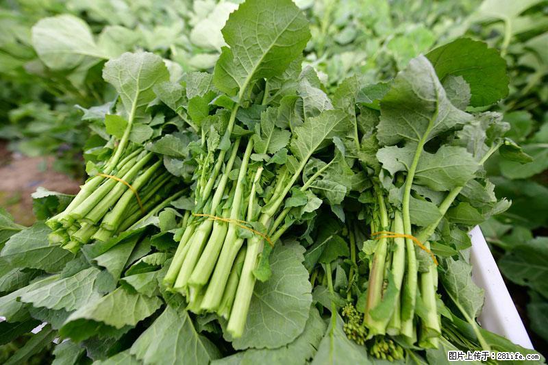 这些蔬菜是“天然钙片”，这6种被医生重点推荐 - 厦门生活资讯 - 厦门28生活网 xm.28life.com